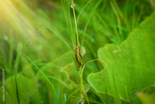 Grasshopper on the leaf of grass close up in the field © sirastock