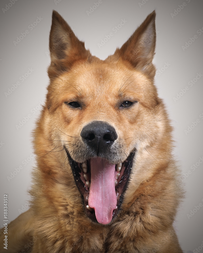 Portrait of a great dog that yawns Portrait of a great dog that yawns