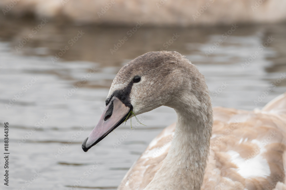 A beautiful swan is swimming on a lake A beautiful swan is swimming on a lake
