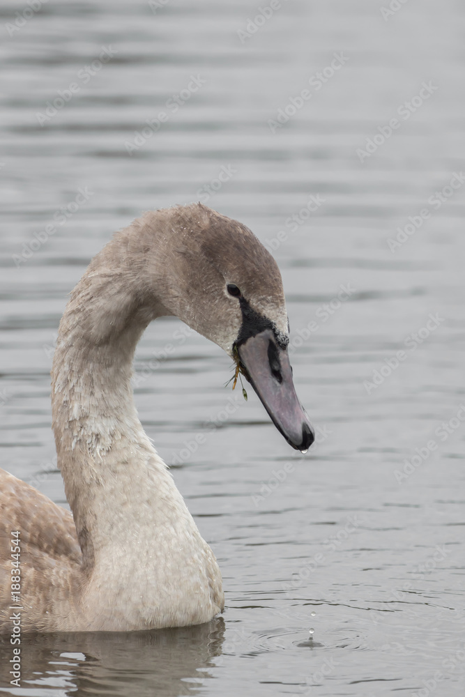 A beautiful swan is swimming on a lake A beautiful swan is swimming on a lake
