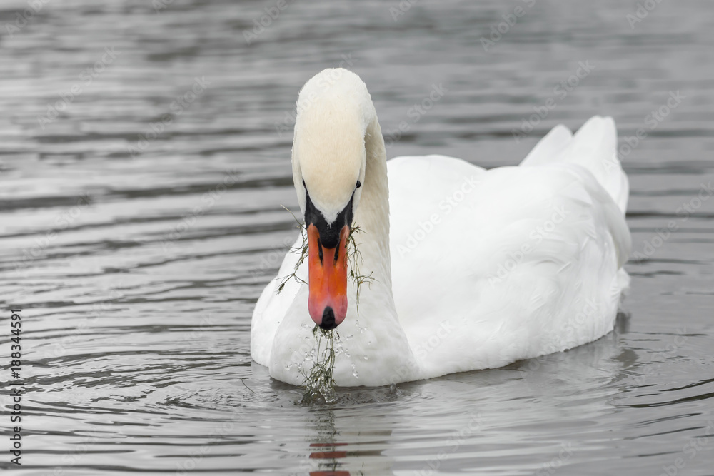 Naklejka premium A beautiful swan is swimming on a lake