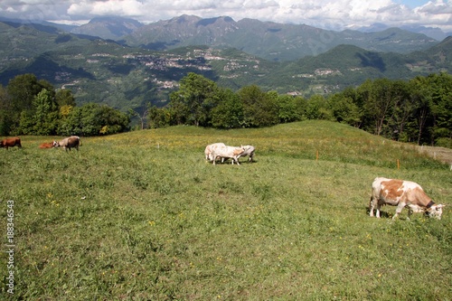 Mucche al pascolo, valli bergamo
