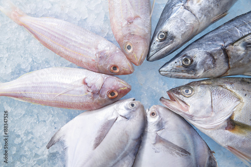 fish