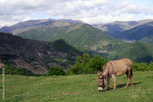 Landscape with donkey, Caucasus, Georgia
