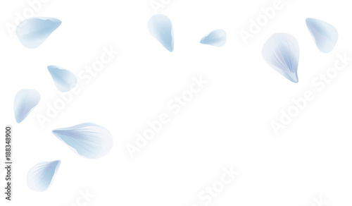 White Blue sakura flying petals isolated on White background. Petals Roses Flowers. Vector