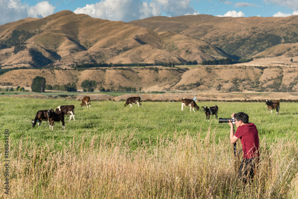 Young Asian male photographer taking photos of cows in the farm. Livestock in South Island, New Zealand. Travel and photography concepts