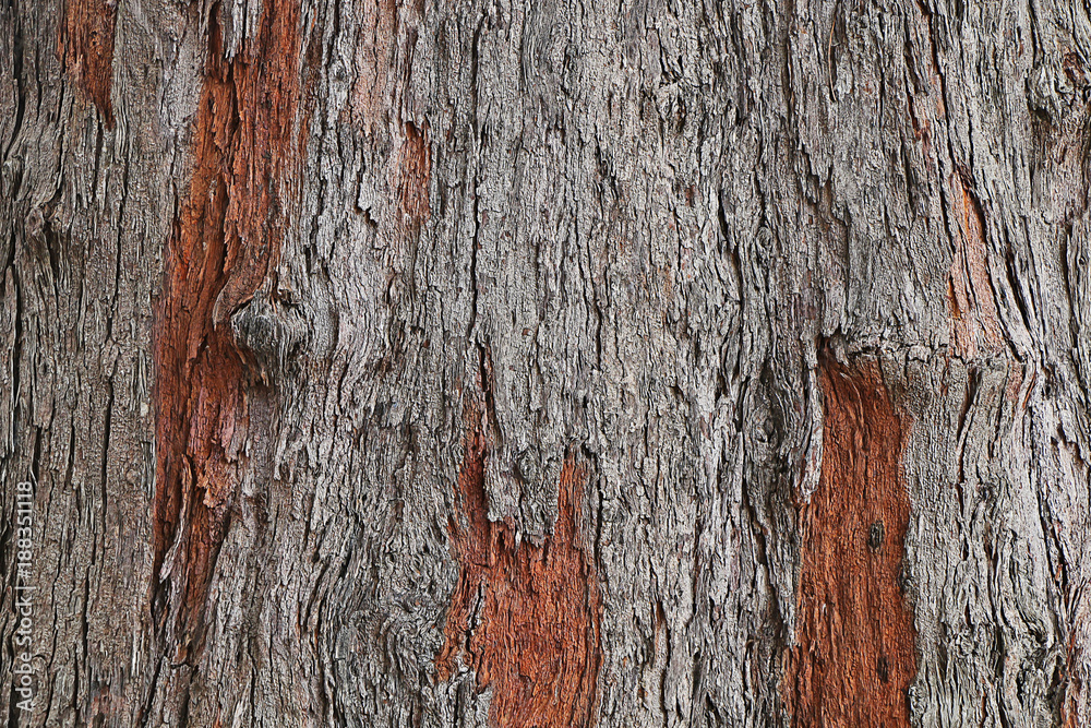 Naklejka premium Texture of the palm tree bark