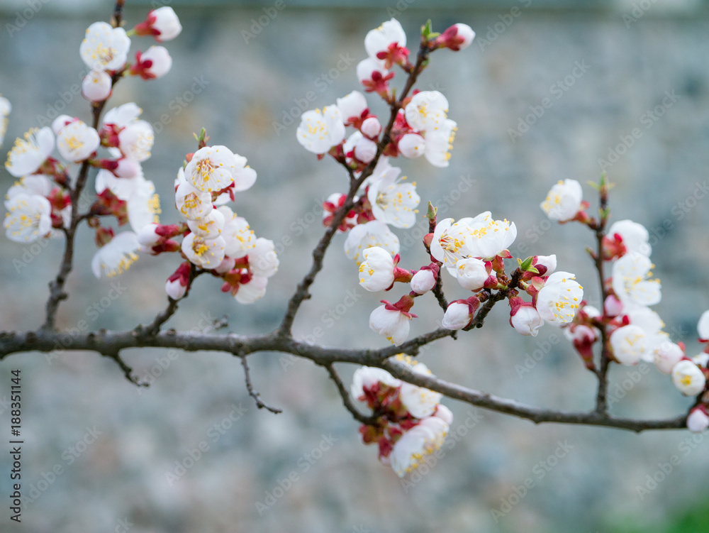 View of apricot twigs with flowers in View spring