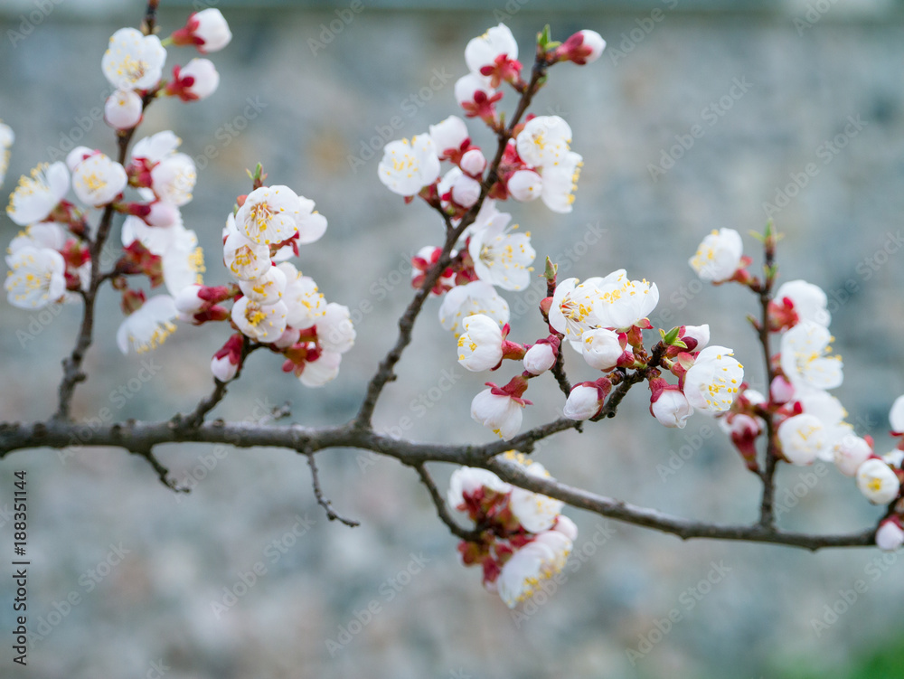 View of apricot twigs with flowers in View spring View of apricot twigs with flowers in View spring