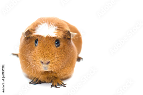 Cute funny guinea pig isolated on white (shallow DOF, selective focus on the guinea pig nose), with copy space on the right