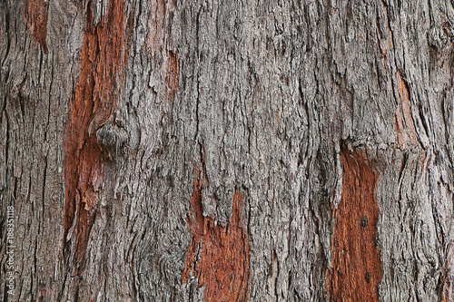 Texture of the palm tree bark