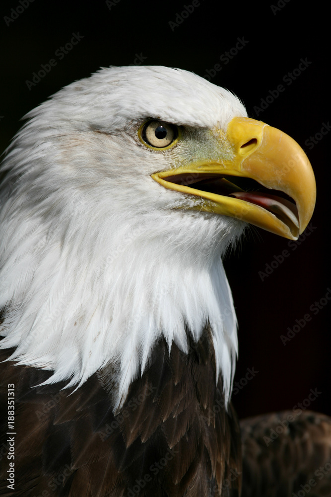 Portrait of Bald Eagle (Haliaeetus leucocephalus) the United States national bird 