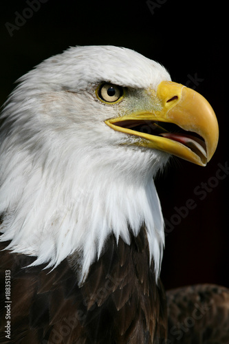 Portrait of Bald Eagle (Haliaeetus leucocephalus) the United States national bird 