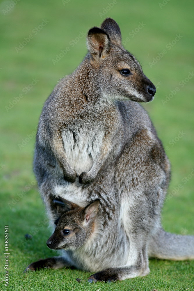 Mother and joey, Bennetts wallabies, macropus rufogriseus, Tasmania and mainland Australia Mother and joey, Bennetts wallabies, macropus rufogriseus, Tasmania and mainland Australia