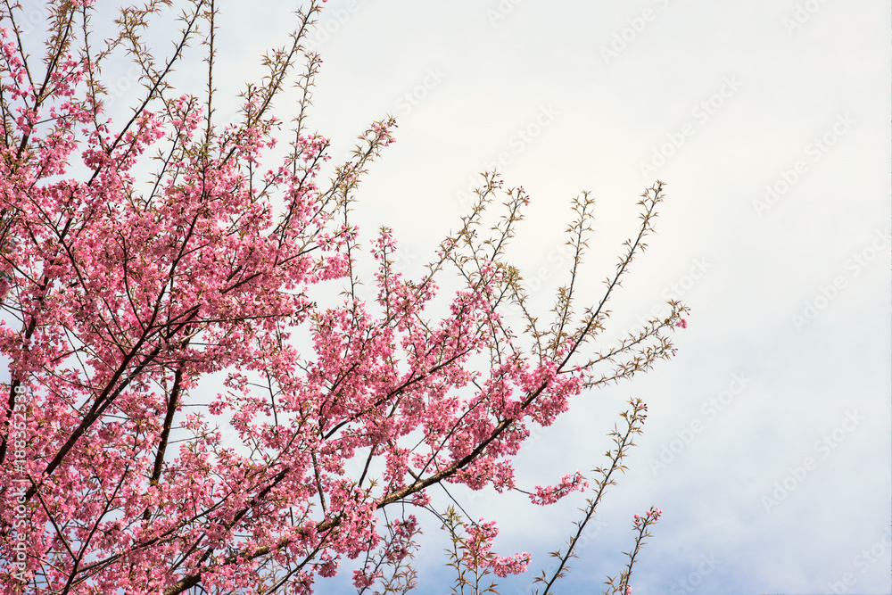 Wild Himalayan Cherry (Sakura) or Wild Himalayan tree. Beautiful Pink Flowers in north of Thailand