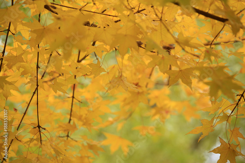 Rich and colorful autumn leaves in a beautiful park