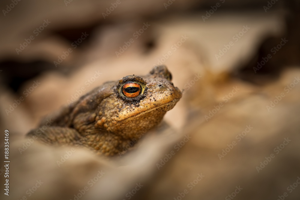 Bufo bufo. Expanded throughout Europe. Asia. Japan. Morocco and Algeria. In Tibet about 3000m. The wild nature of the Czech Republic. Spring nature. From Frog Life. Free nature. European nature. Frog 