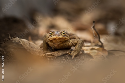 Bufo bufo. Expanded throughout Europe. Asia. Japan. Morocco and Algeria. In Tibet about 3000m. The wild nature of the Czech Republic. Spring nature. From Frog Life. Free nature. European nature. Frog 