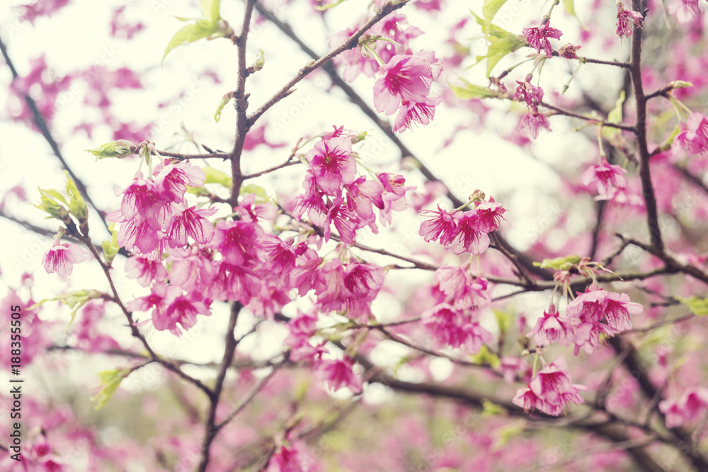 Soft focus Giant tiger flowers (Cherry blossom) on diffuse background in Springtime. Soft focus Giant tiger flowers (Cherry blossom) on diffuse background in Springtime.