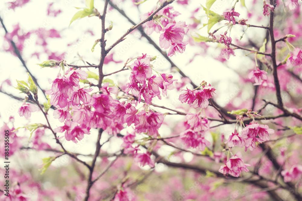 Soft focus Giant tiger flowers (Cherry blossom) on diffuse background in Springtime.