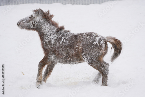 冬の馬