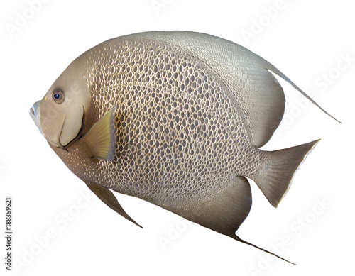 Grey Angelfish fish isolated on white background © Richard Carey