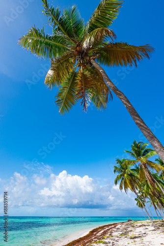 Fototapeta Naklejka Na Ścianę i Meble -  Palm Ocean Sky caribbean coast Dominican Republic