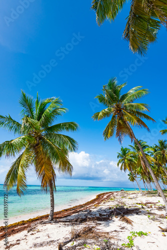 Fototapeta Naklejka Na Ścianę i Meble -  Palm Ocean Sky caribbean coast