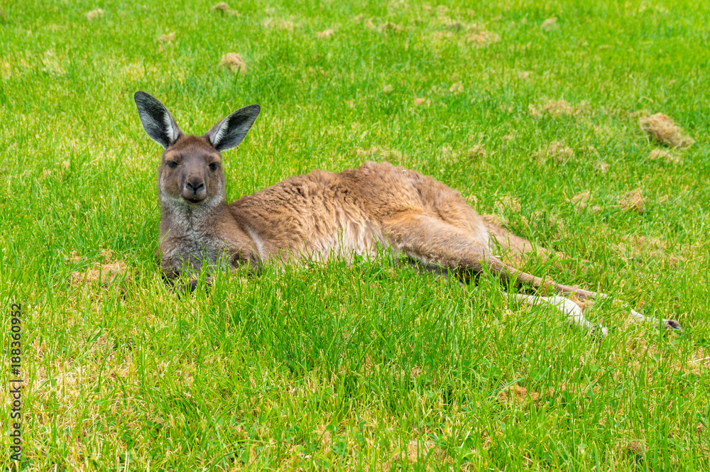 Australian kangaroo laying on green grass Australian kangaroo laying on green grass