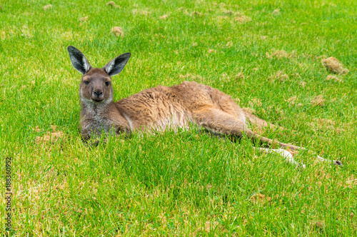 Fototapeta Naklejka Na Ścianę i Meble -  Australian kangaroo laying on green grass