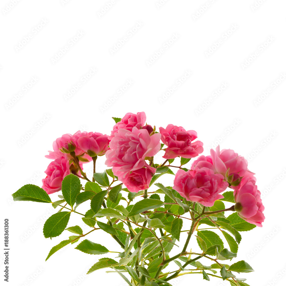 Fototapeta premium rosa rosen vor weißem hintergrund