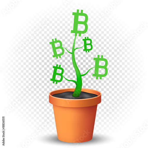 bitcoin plant grows in flowerpot