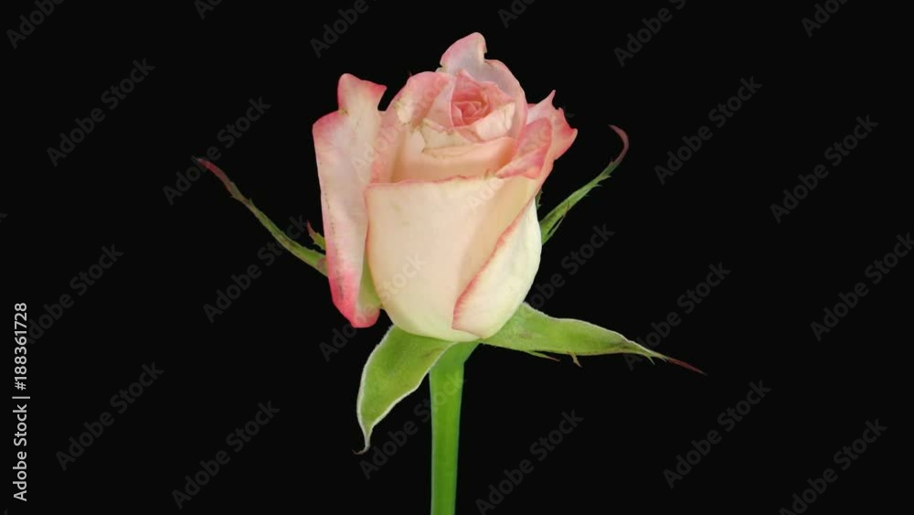 Time-lapse of opening soft pink Revue rose 2x4 in RGB + ALPHA matte format isolated on black background
Time-lapse of opening soft pink Revue rose 2x4 in RGB + ALPHA matte format isolated on black background