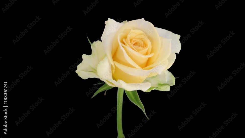 Time-lapse of opening soft white Renate rose 1x5 in RGB + ALPHA matte format isolated on black background
