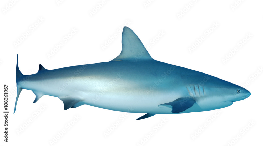 Fototapeta premium Grey Reef Shark isolated on white background
