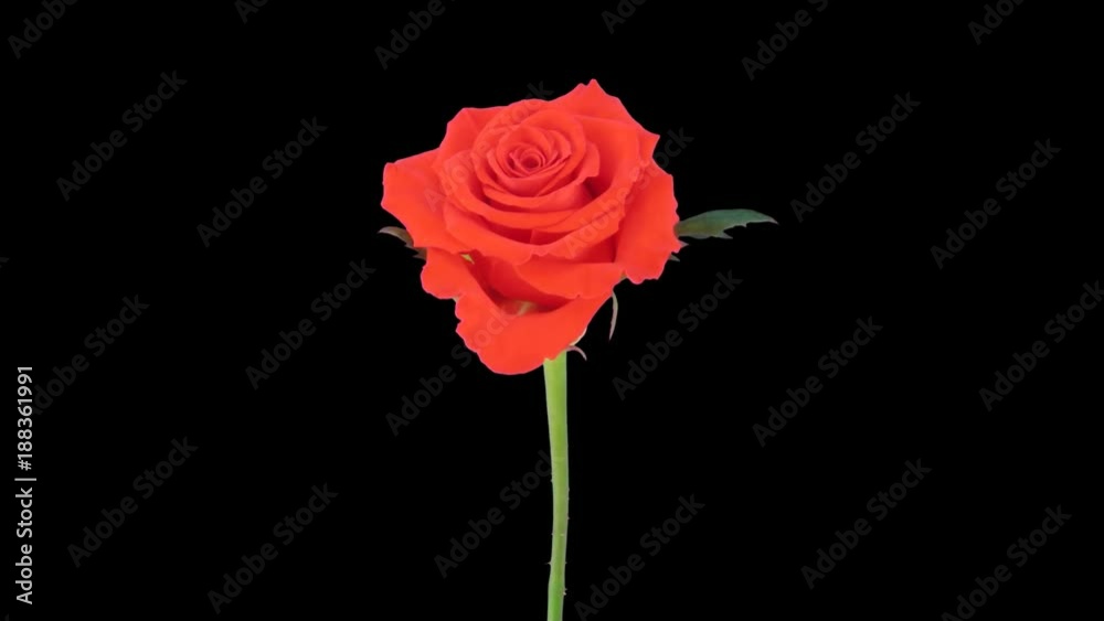 Time-lapse of opening red Mercedes rose 1x5 in RGB + ALPHA matte format isolated on black background
Time-lapse of opening red Mercedes rose 1x5 in RGB + ALPHA matte format isolated on black background