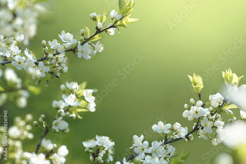 Fototapeta Naklejka Na Ścianę i Meble -  Beautiful floral spring abstract background of nature. Branches of blossoming cherries macro on a gentle light green background. For easter and spring greeting cards with copy space.