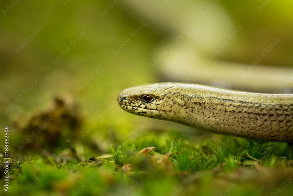 Anguis fragilis. Expanded throughout Europe. Not in Scandinavia. The wild nature of the Czech Republic. From the life of reptiles. Free nature. Spring. Photographed in the Czech Republic. Forest. Natu Anguis fragilis. Expanded throughout Europe. Not in Scandinavia. The wild nature of the Czech Republic. From the life of reptiles. Free nature. Spring. Photographed in the Czech Republic. Forest. Natu
