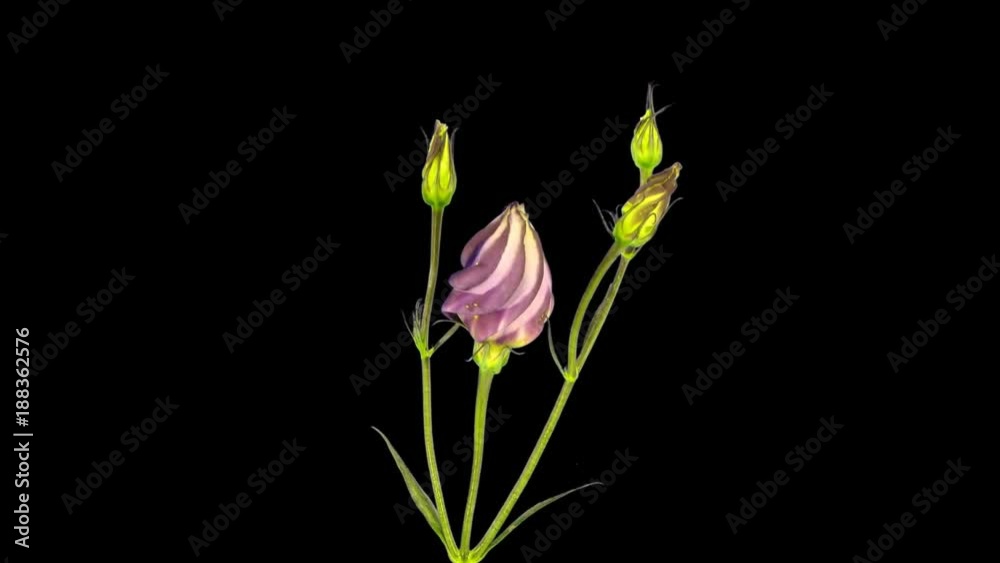 Time-lapse of opening and blooming Eustoma Grandiflorum (Japanese Rose) flower 3x1 in Animation format with ALPHA transparency channel isolated on black background
Time-lapse of opening and blooming Eustoma Grandiflorum (Japanese Rose) flower 3x1 in Animation format with ALPHA transparency channel isolated on black background