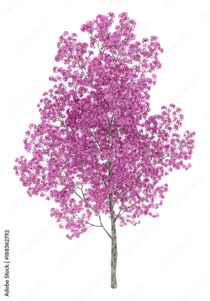 Obraz premium red lapacho tree isolated on white background. 3d illustration