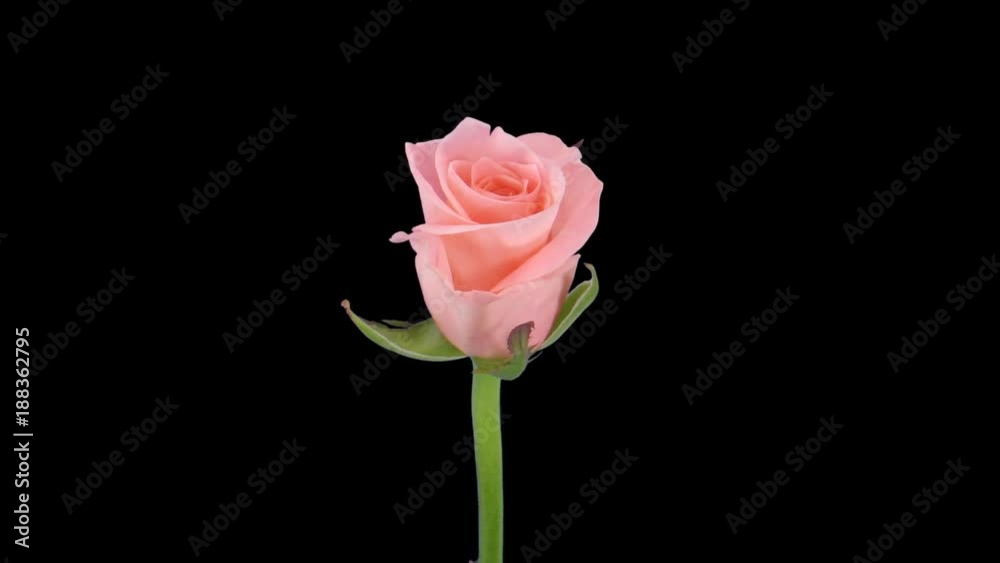 Time-lapse of opening pink Girlfriend rose with alpha matte isolated on black background
Time-lapse of opening pink Girlfriend rose with alpha matte isolated on black background