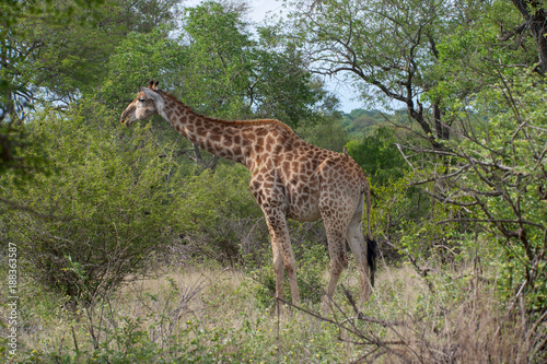 Kruger National Park  Mpumalanga  South Africa