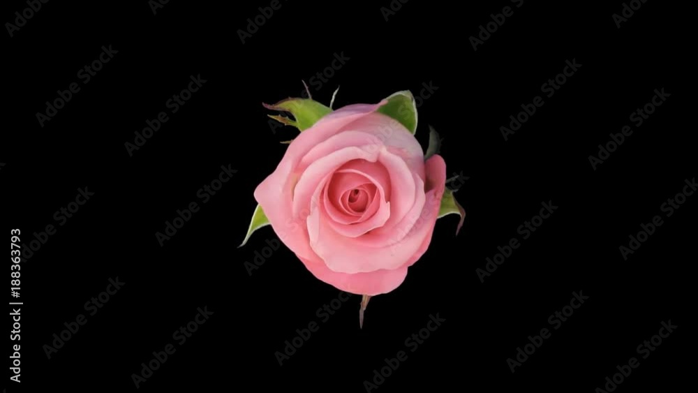 Time-lapse of opening pink Blushing Akito rose 3x1 in PNG+ format with ALPHA transparency channel isolated on black background
Time-lapse of opening pink Blushing Akito rose 3x1 in PNG+ format with ALPHA transparency channel isolated on black background