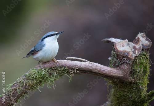 Eurasian nuthatch