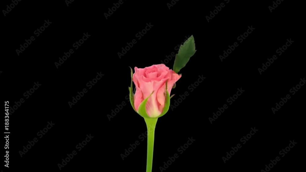 Time-lapse of opening pink Ballet rose 3x1 in Animation format with ALPHA transparency channel isolated on black background
Time-lapse of opening pink Ballet rose 3x1 in Animation format with ALPHA transparency channel isolated on black background