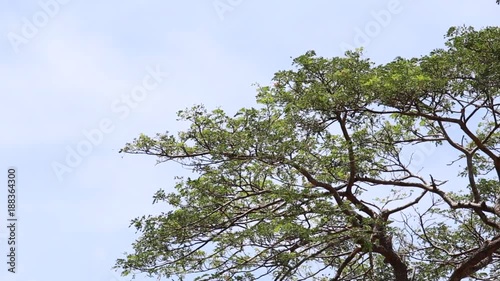 The wind blowing gently big tree. On a clear day.