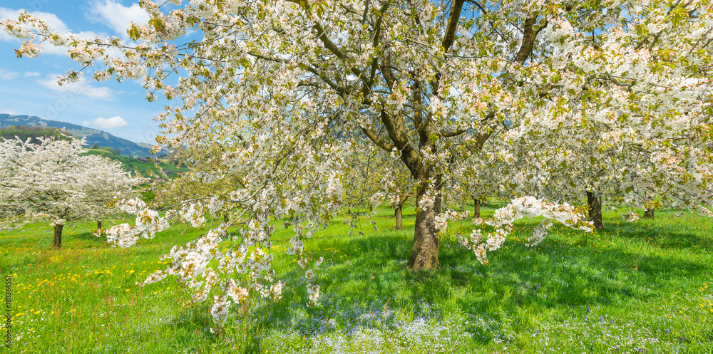 Blooming in spring in the garden. Spring. Sakura cherry flowers in the foreground. Fruit trees in bloom. Cherry blossoms. Bright spring fresh greens. Blooming in spring in the garden. Spring. Sakura cherry flowers in the foreground. Fruit trees in bloom. Cherry blossoms. Bright spring fresh greens.