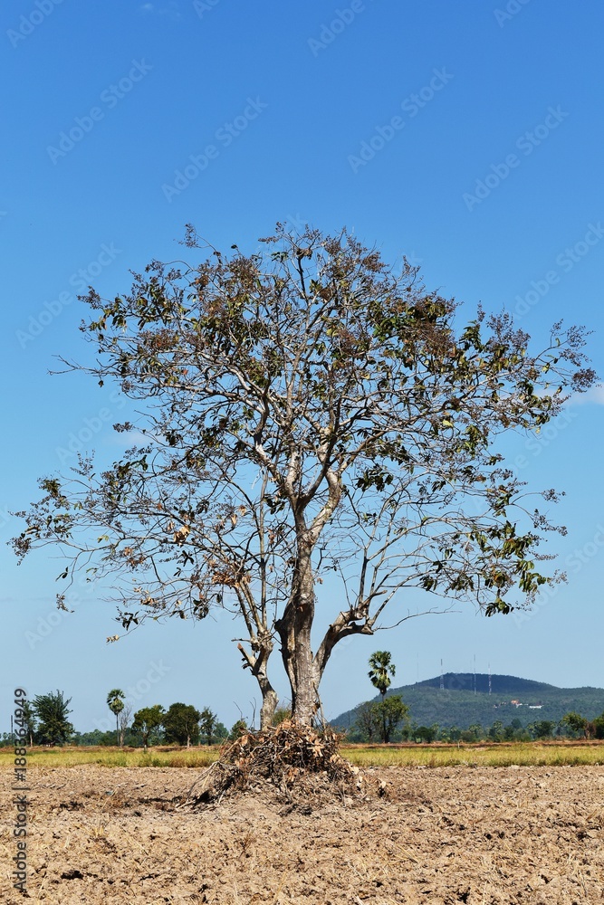 tree on soil in rice field under blue sky tree on soil in rice field under blue sky