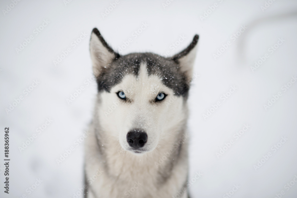 Siberian husky with blue eyes under the snow, close portrait 