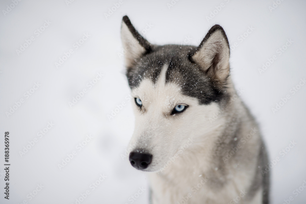 Siberian husky dog with under the snow, close portrait 